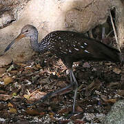 Limpkin