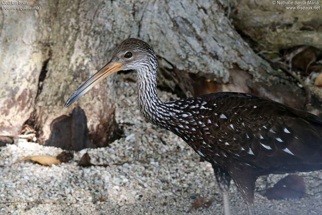 Limpkinadult, close-up portrait