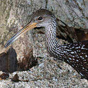 Limpkin