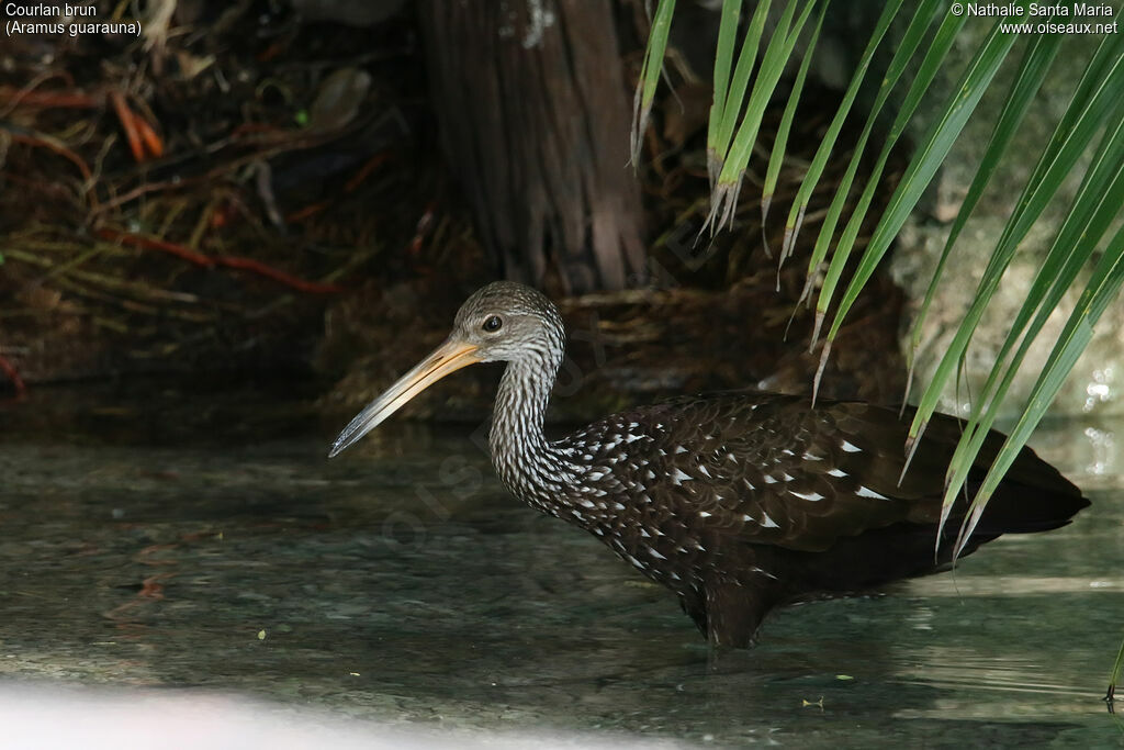 Courlan brunadulte, identification, pêche/chasse