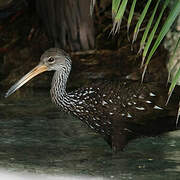 Limpkin