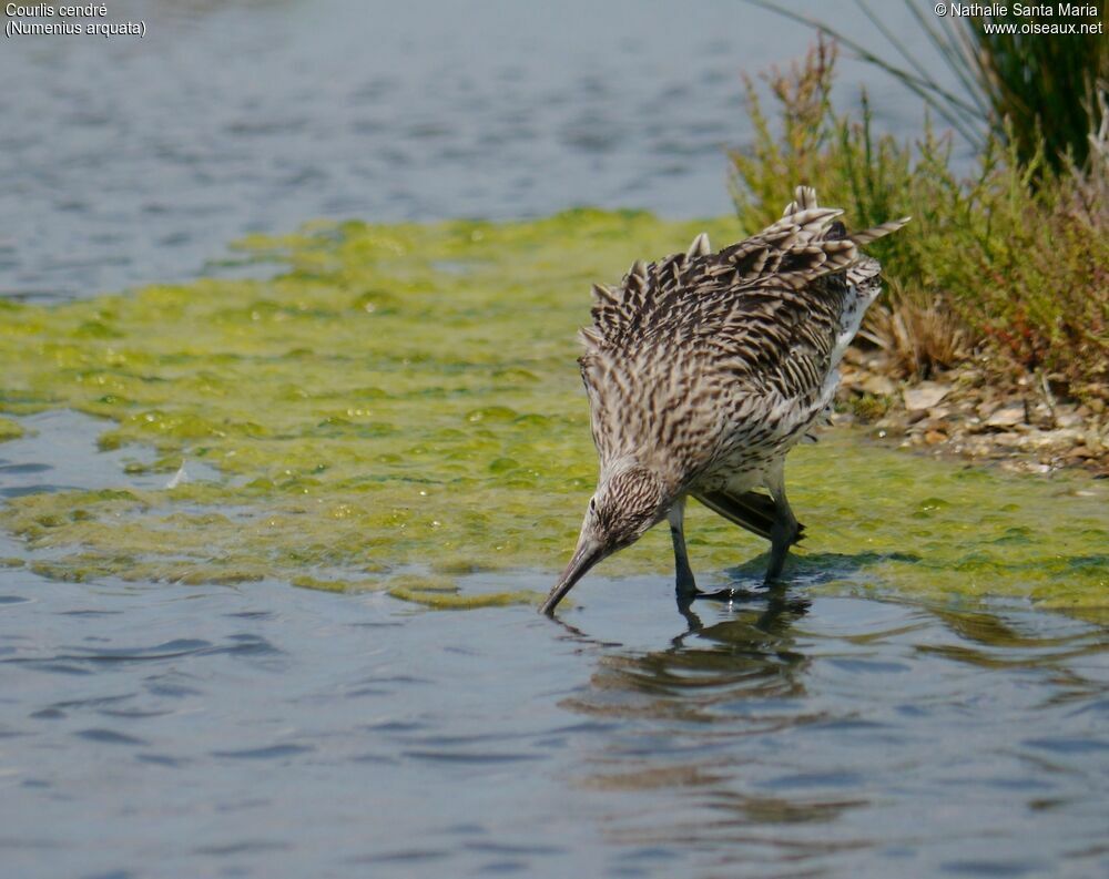 Eurasian Curlewadult, identification, walking, fishing/hunting, Behaviour