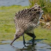 Eurasian Curlew