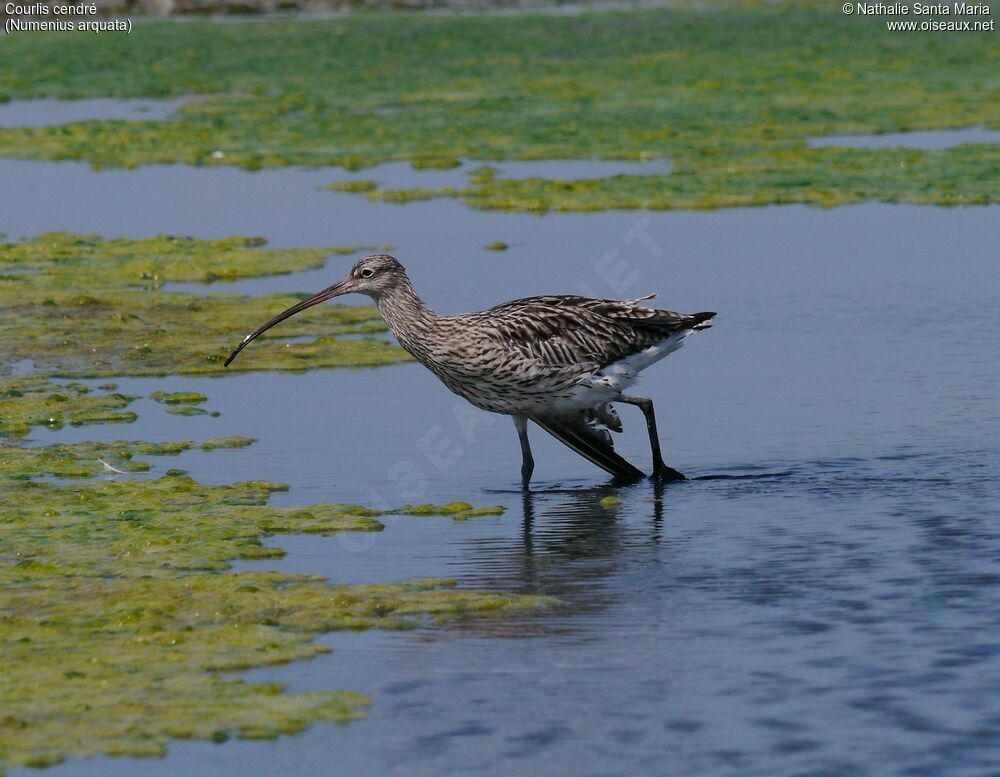 Eurasian Curlewadult, identification, walking, Behaviour