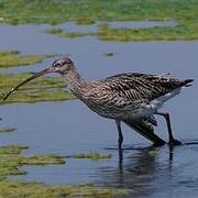 Eurasian Curlew