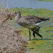 Eurasian Curlew