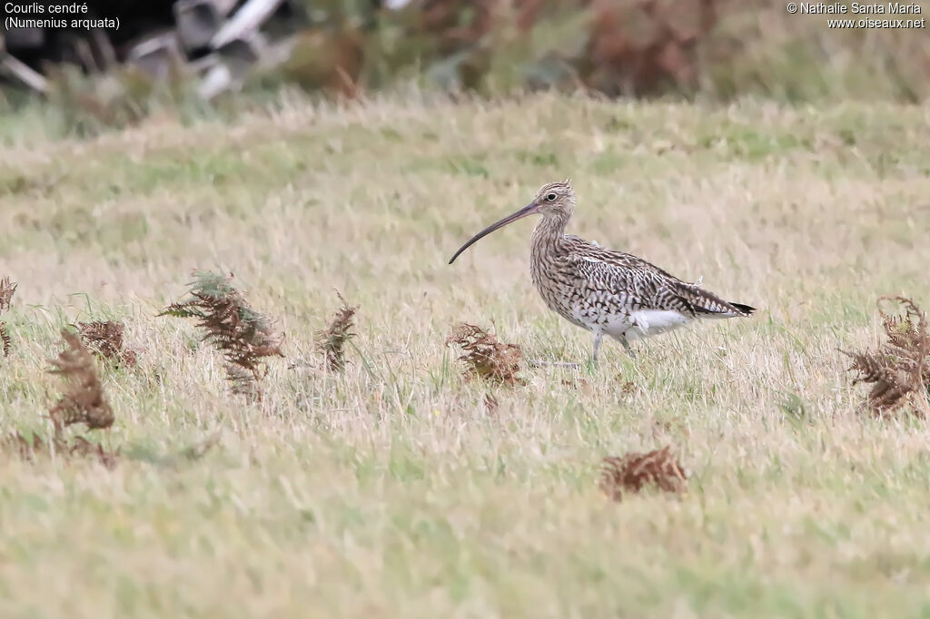 Eurasian Curlewadult, identification, walking