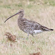 Eurasian Curlew