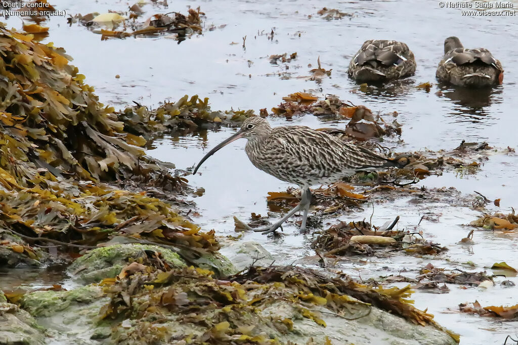 Eurasian Curlewadult, identification, walking