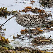 Eurasian Curlew