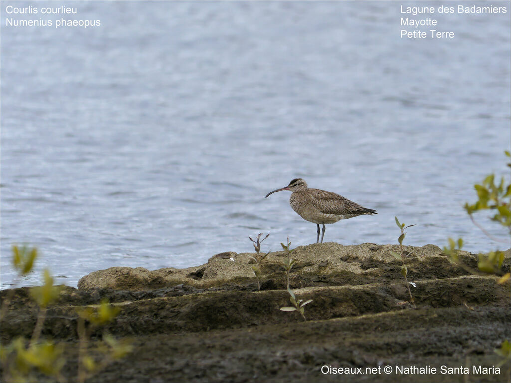 Eurasian Whimbreladult, habitat, Behaviour