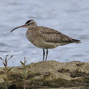 Whimbrel