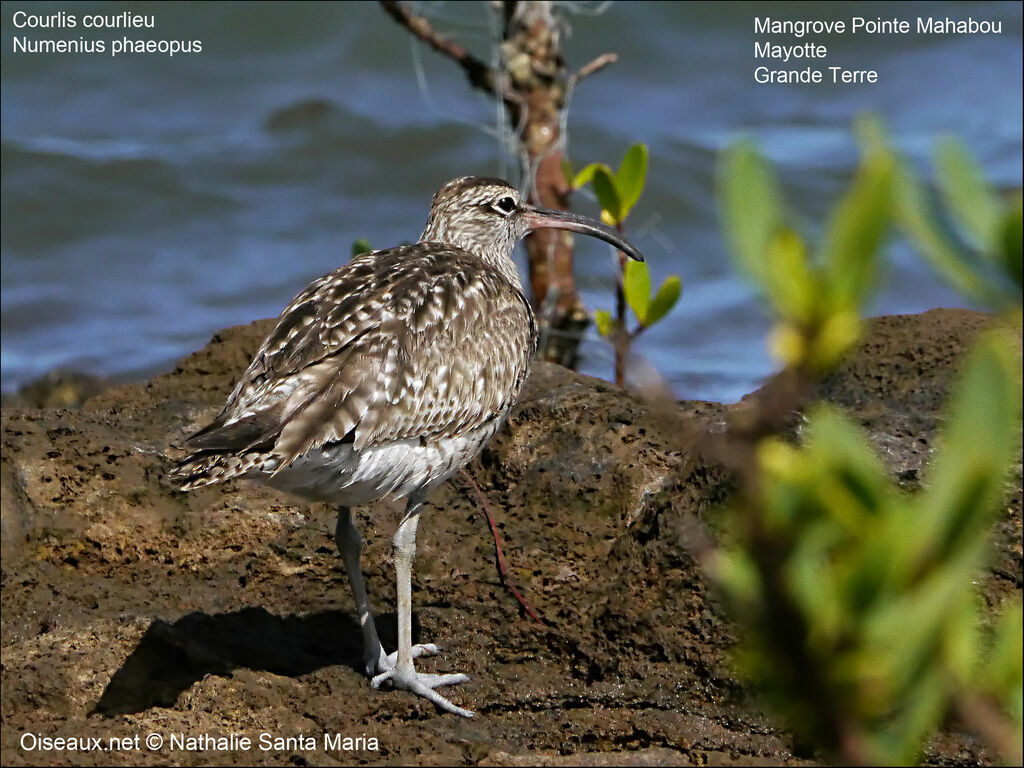 Whimbreladult, identification, Behaviour