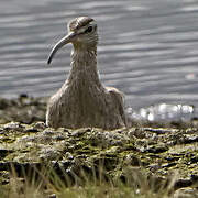 Eurasian Whimbrel