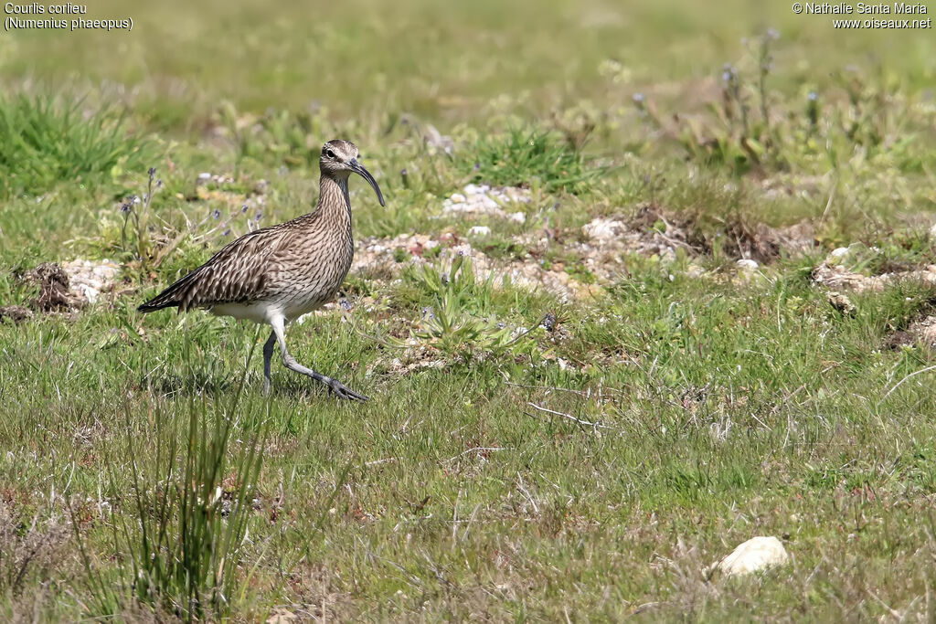 Courlis corlieuadulte, identification, marche