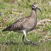 Whimbrel