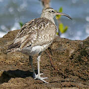 Eurasian Whimbrel
