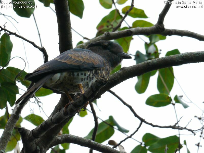 Cuckoo-roller female adult, identification, habitat, Behaviour