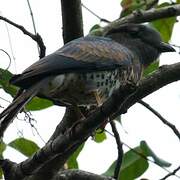 Cuckoo-roller