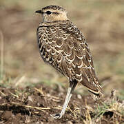 Double-banded Courser