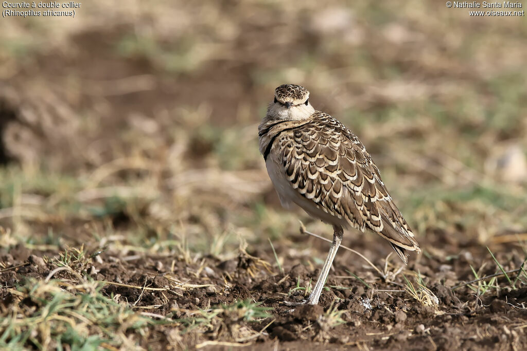 Double-banded Courseradult, identification, habitat