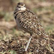 Double-banded Courser