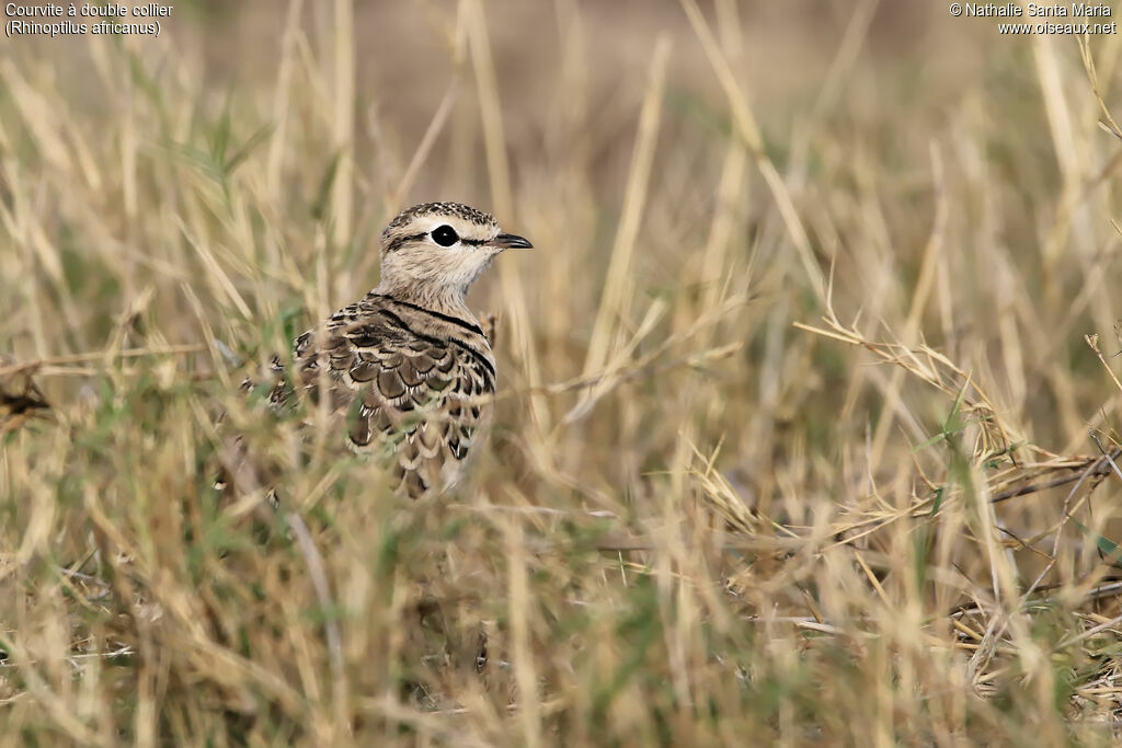 Double-banded Courseradult, identification, habitat, camouflage