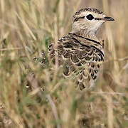 Double-banded Courser