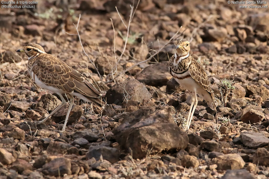 Three-banded Courseradult, identification, habitat, walking