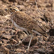 Three-banded Courser