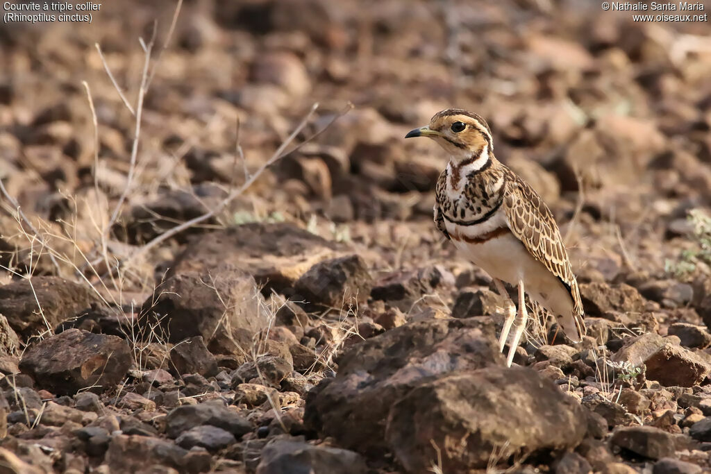 Three-banded Courseradult, identification