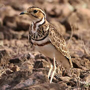 Three-banded Courser