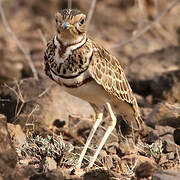 Three-banded Courser