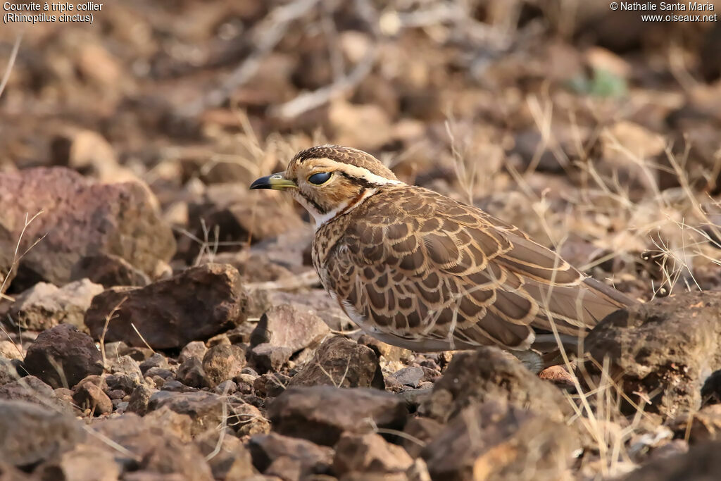 Three-banded Courseradult, identification, habitat, camouflage