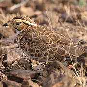 Three-banded Courser