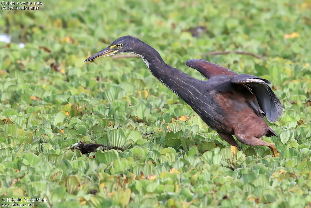 Crabier à ventre rouximmature, pêche/chasse