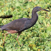 Rufous-bellied Heron