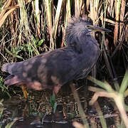 Rufous-bellied Heron