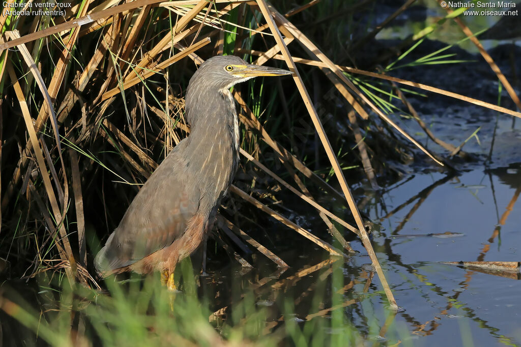 Crabier à ventre rouximmature, identification, habitat