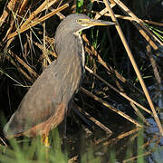 Rufous-bellied Heron