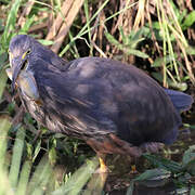 Rufous-bellied Heron