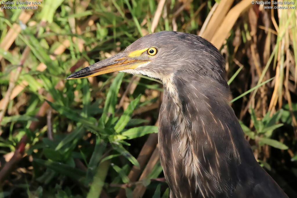 Rufous-bellied Heronimmature, identification, close-up portrait