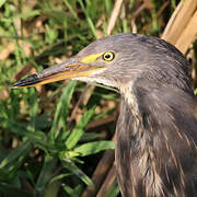 Rufous-bellied Heron