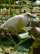 Malagasy Pond Heron