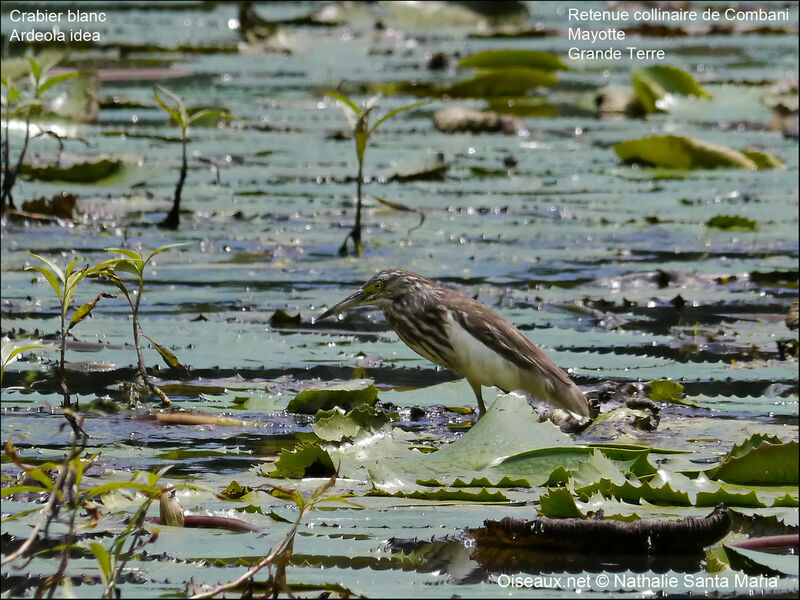 Malagasy Pond Heronjuvenile, habitat, walking, fishing/hunting