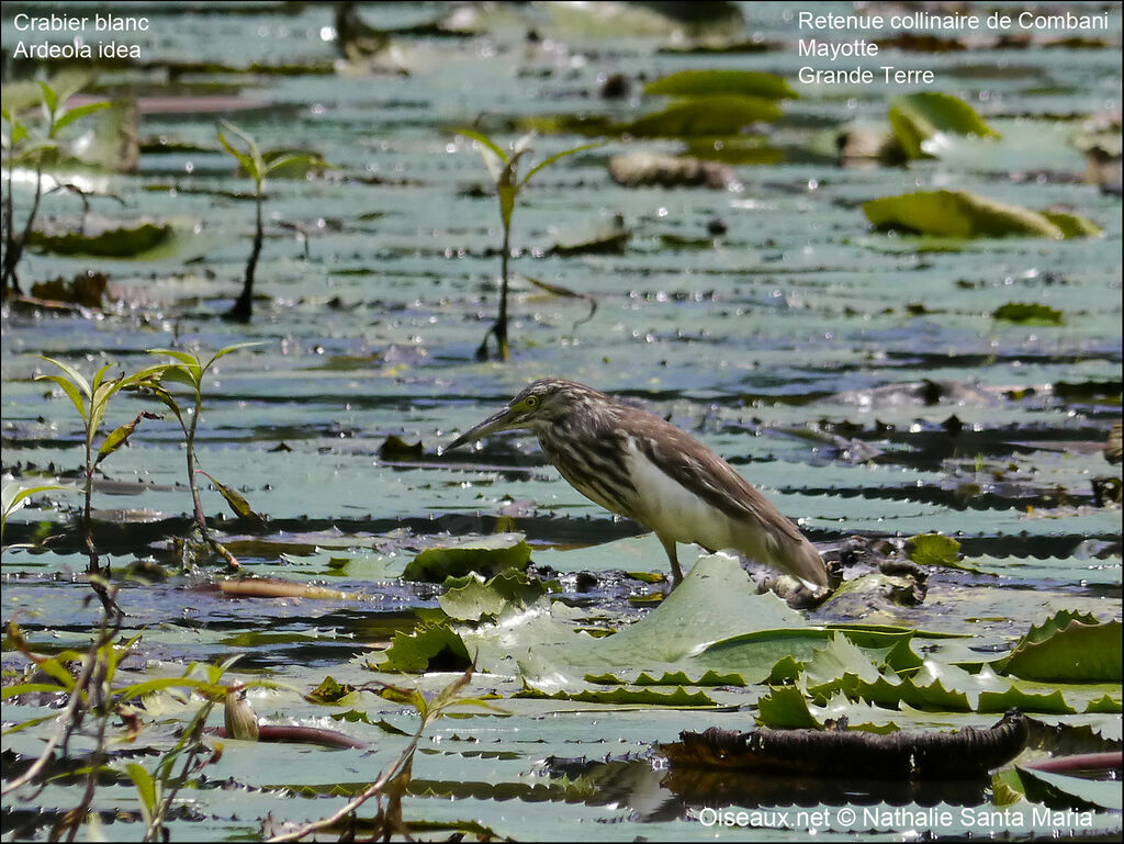 Crabier blancjuvénile, habitat, marche, pêche/chasse