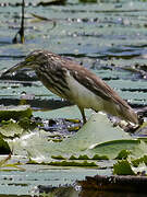 Malagasy Pond Heron