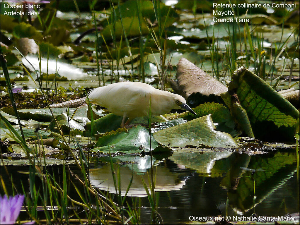 Crabier blancadulte nuptial, identification, habitat, marche, pêche/chasse