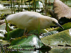 Malagasy Pond Heron