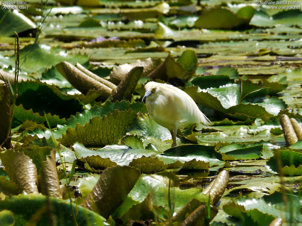 Malagasy Pond Heronadult breeding, habitat, walking